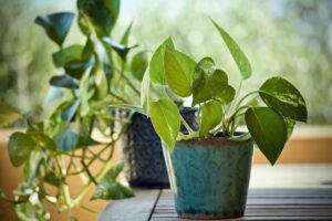 10 Indoor Plants That Will Supercharge Your Health