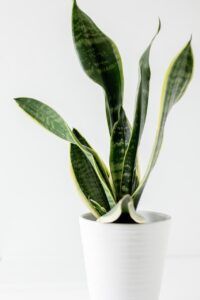 10 Indoor Plants That Will Supercharge Your Health